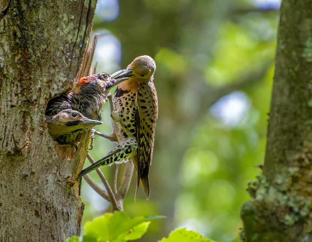 Northern flicker woodpecker bird, colaptes auratus, feeding her babies in a hole in a tree