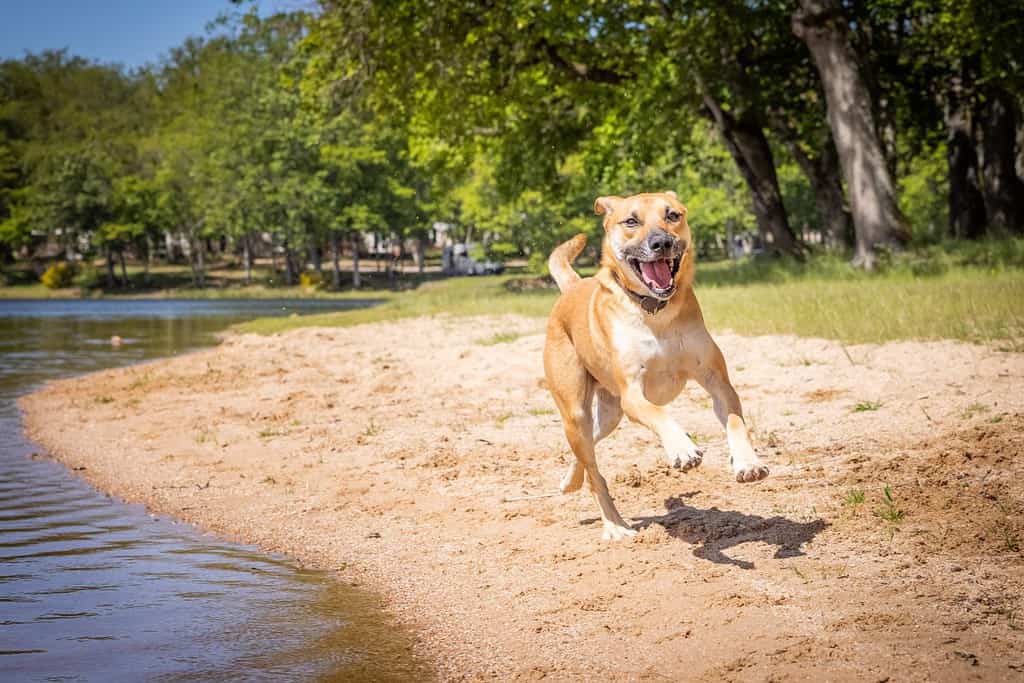 black mouth cur pit bull mix