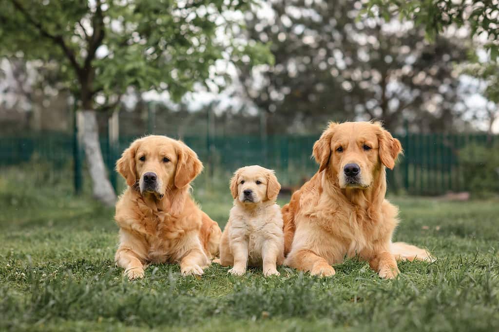 Golden Retriever puppy sitting near adult golden retriever dogs. Senior and puppy. 8 week old puppy. three dogs.