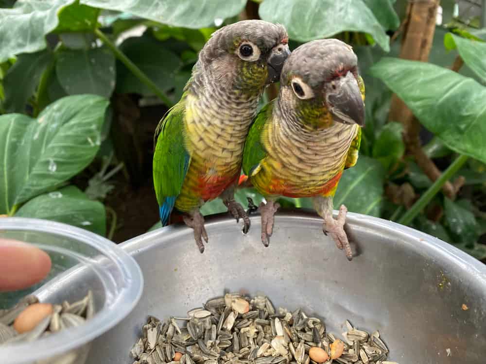 Green-cheeked conures can be outgoing and comical, but they can also be a little shyer than other conures.
