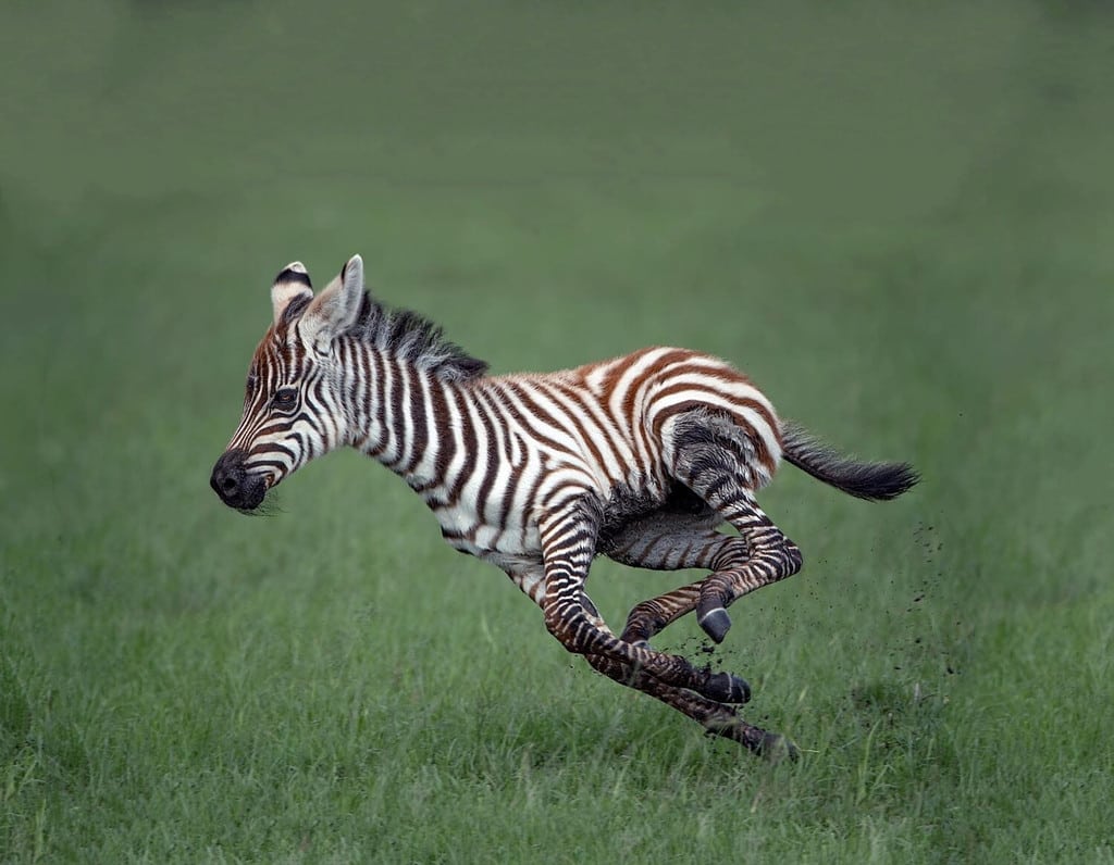 A gorgeous young zebra bent her legs in a jump, running through a green field