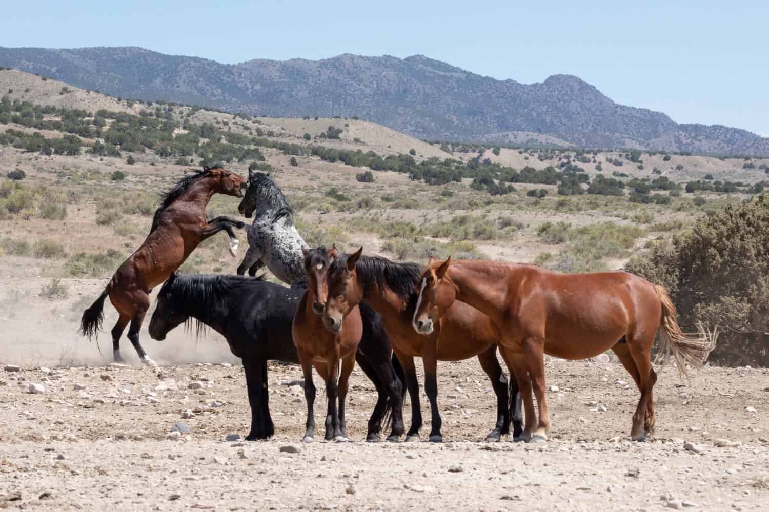 Fighting Wild Horses in Utah