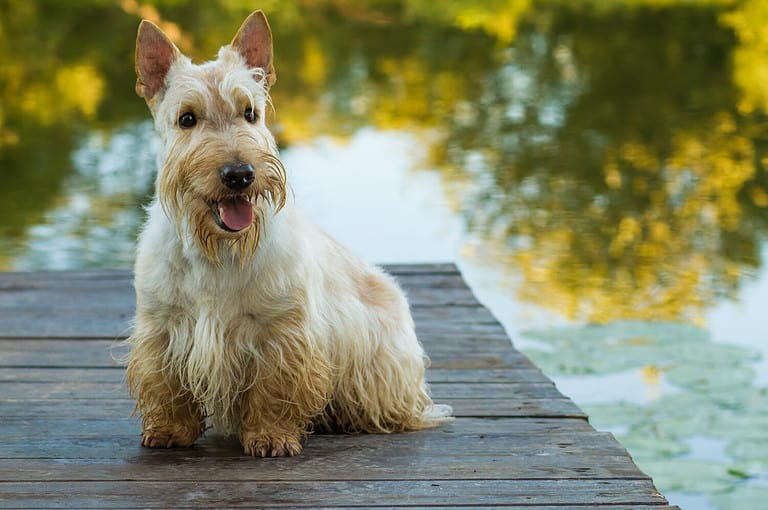 Scottish Terrier dog sitting with mouth open on the water