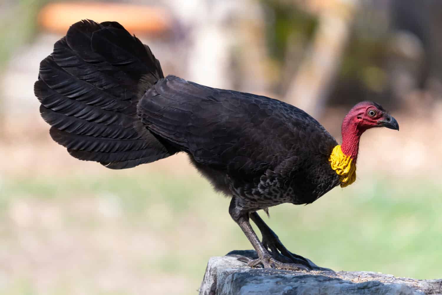 The stunning, wild Australian Brush Turkey stands at attention while enjoying some seed.