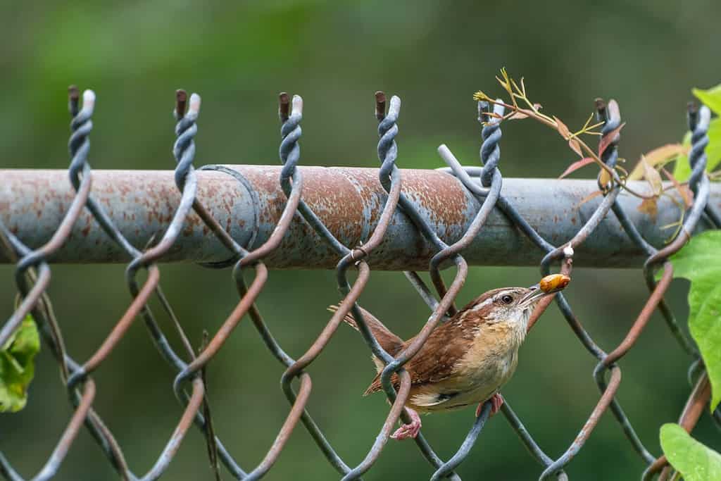 Carolina wren perched on a fence with June bug in its mouth