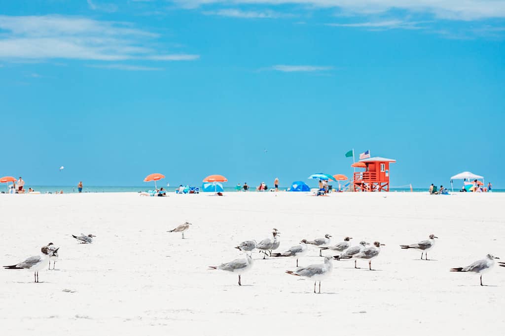 Siesta Key Beach in Sarasota Florida is voted the number one beach in florida.