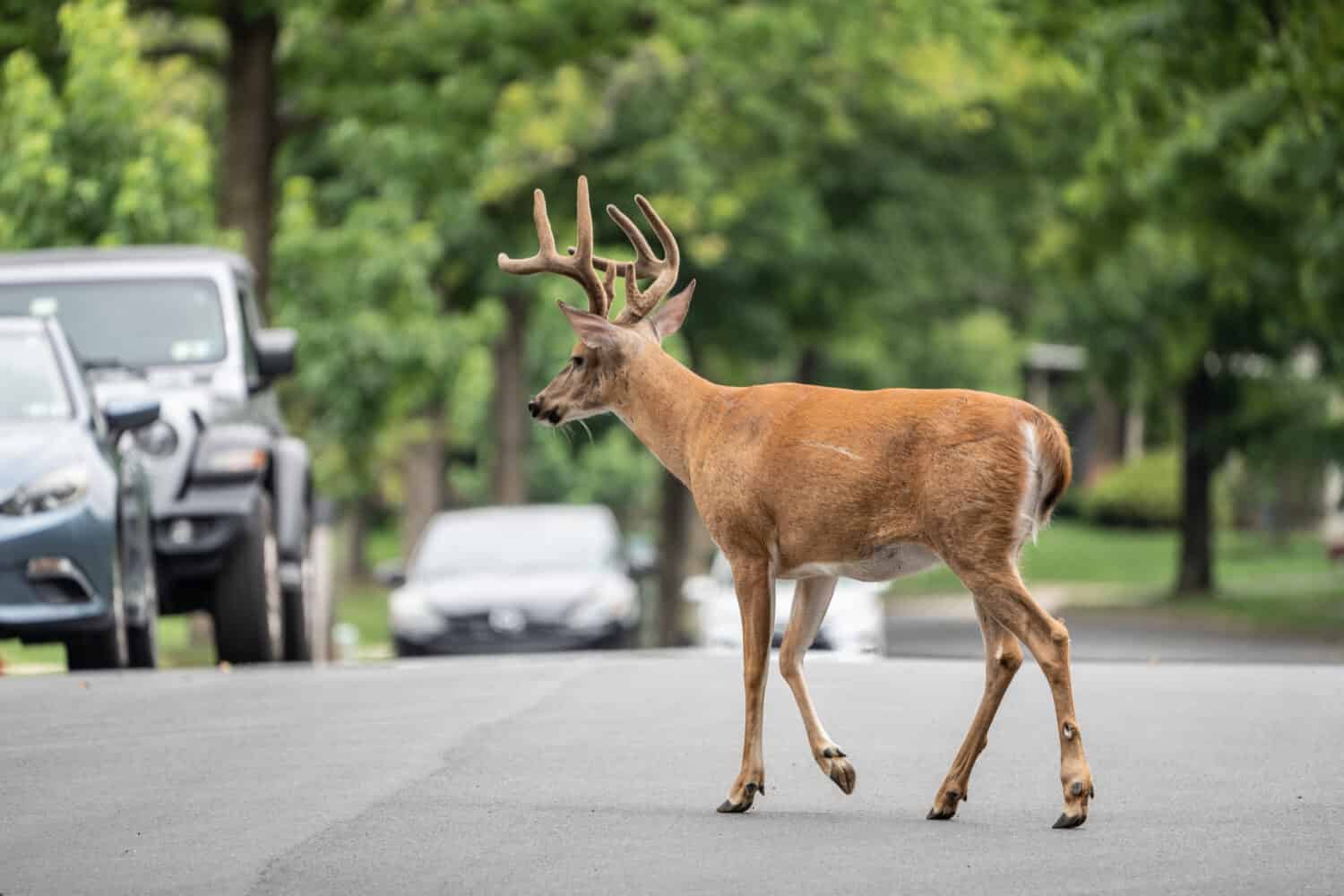 White-tailed deer buck with antlers walks down suburban street.
