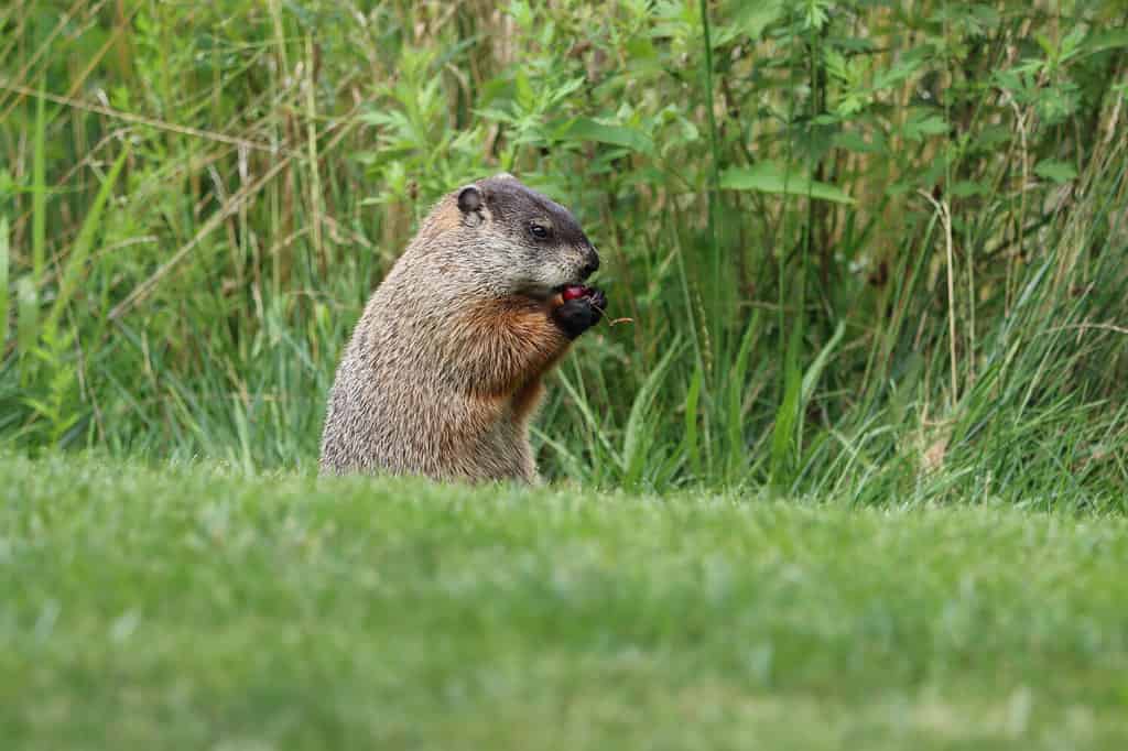 A woodchuck eating a cherry on a summer afternoon in New York