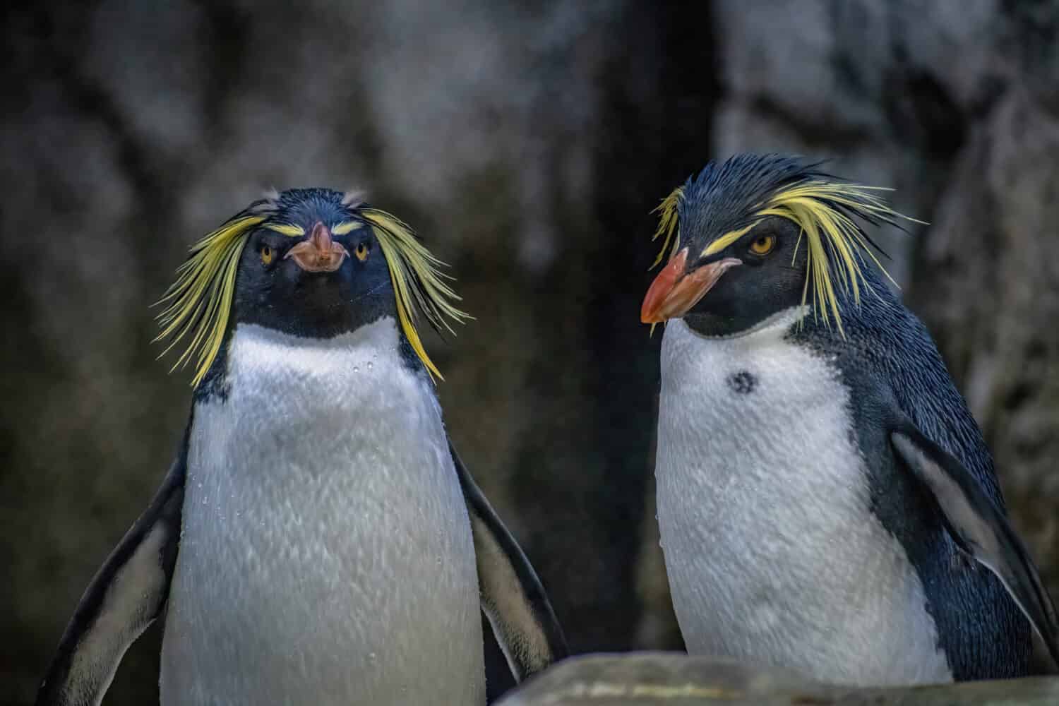 2 NORTHERN ROCKHOPPER PENGUINS STANDING TOGETHER WITH WATER DROPLETS ON THERE COATS IN FRONT OF A ROCKY WALL