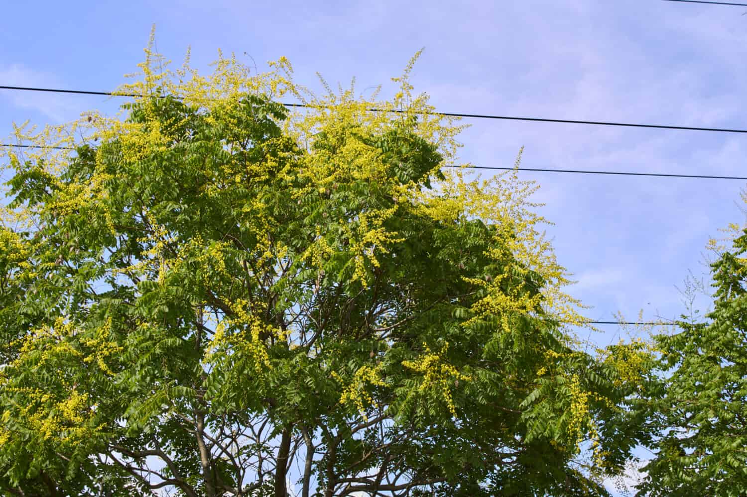 yellow flowers of Koelreuteria paniculata tree