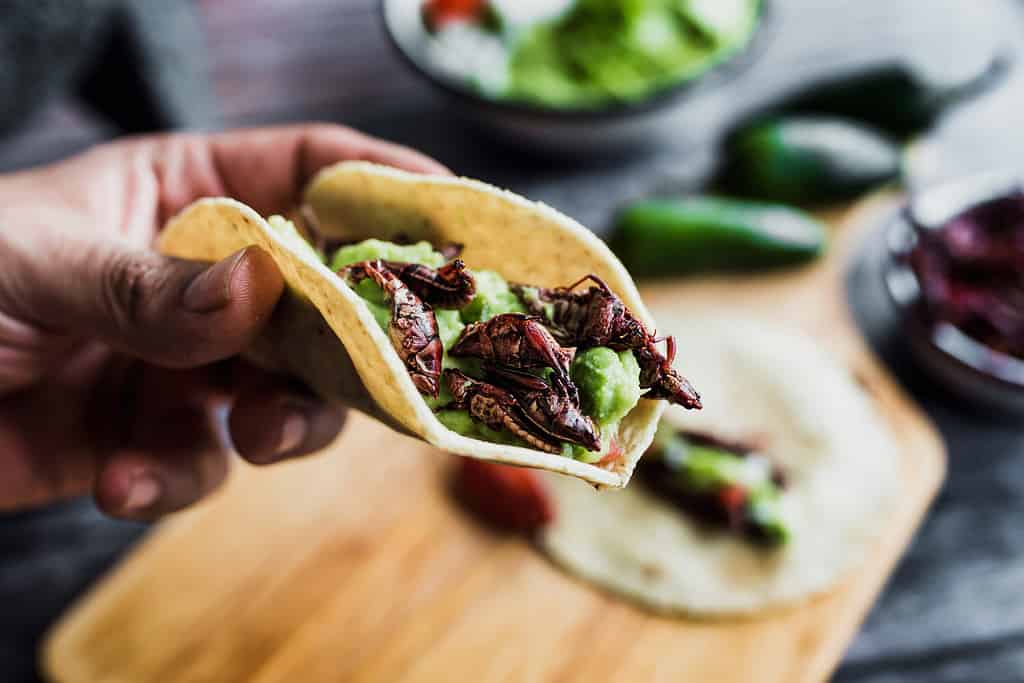 hand holding tacos de chapulines or grasshopper taco traditional in mexican food with homemade guacamole sauce in Oaxaca Mexico