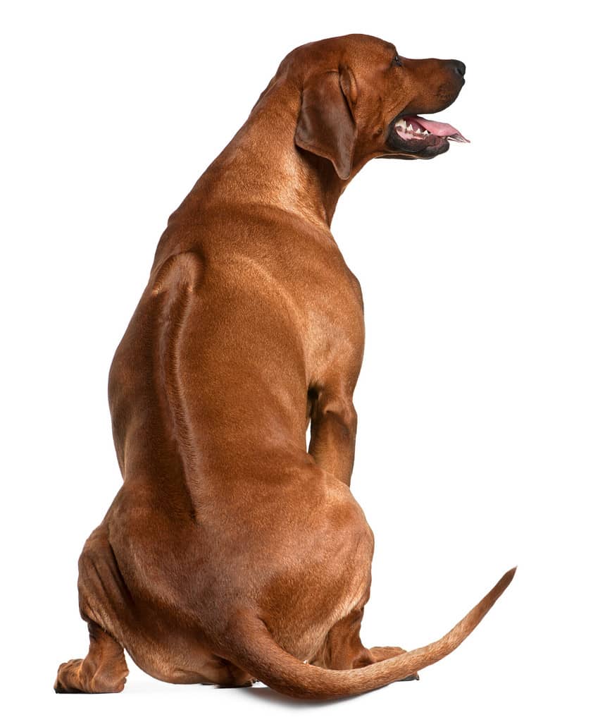 Rear view of Rhodesian Ridgeback, 2 years old, sitting in front of white background