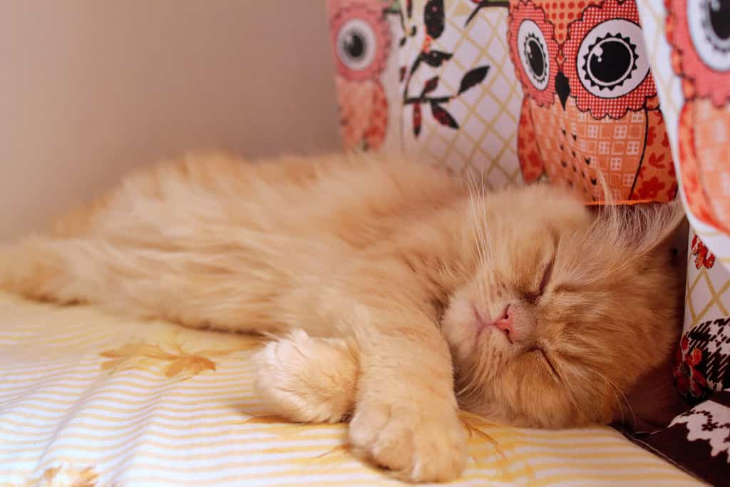 A golden Persian cat sleeping in a bed with a curtain of owls in the background