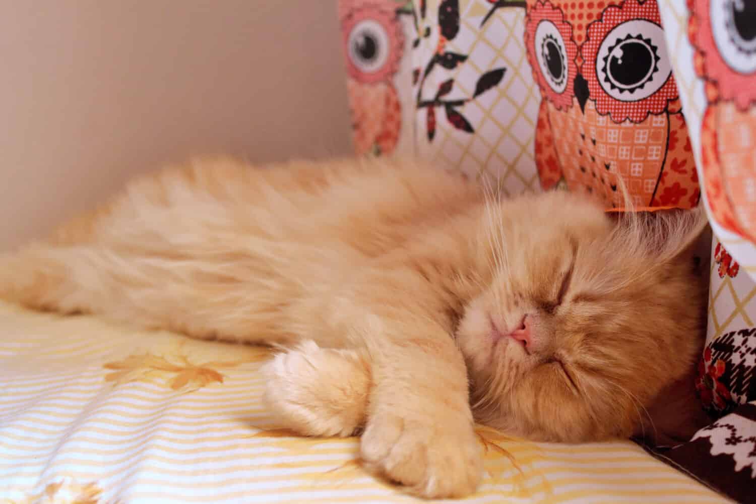 A golden Persian cat sleeping in a bed with a curtain of owls in the background