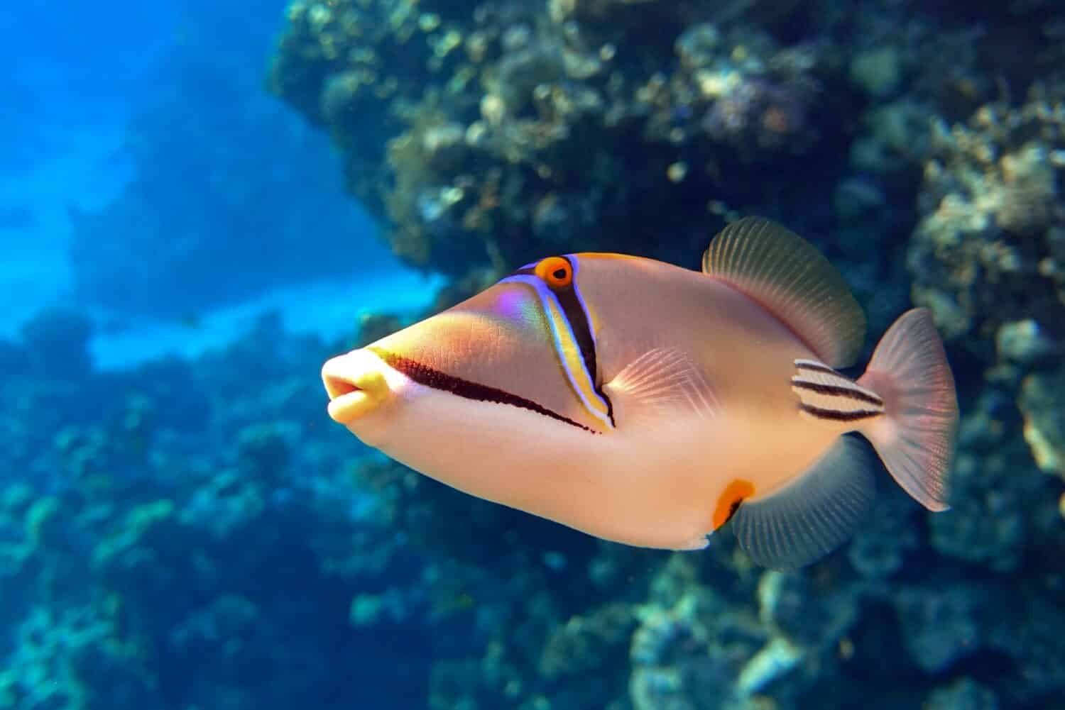 Picasso triggerfish (Rhinecanthus aculeatus) , coral fish on the coral reef.                               