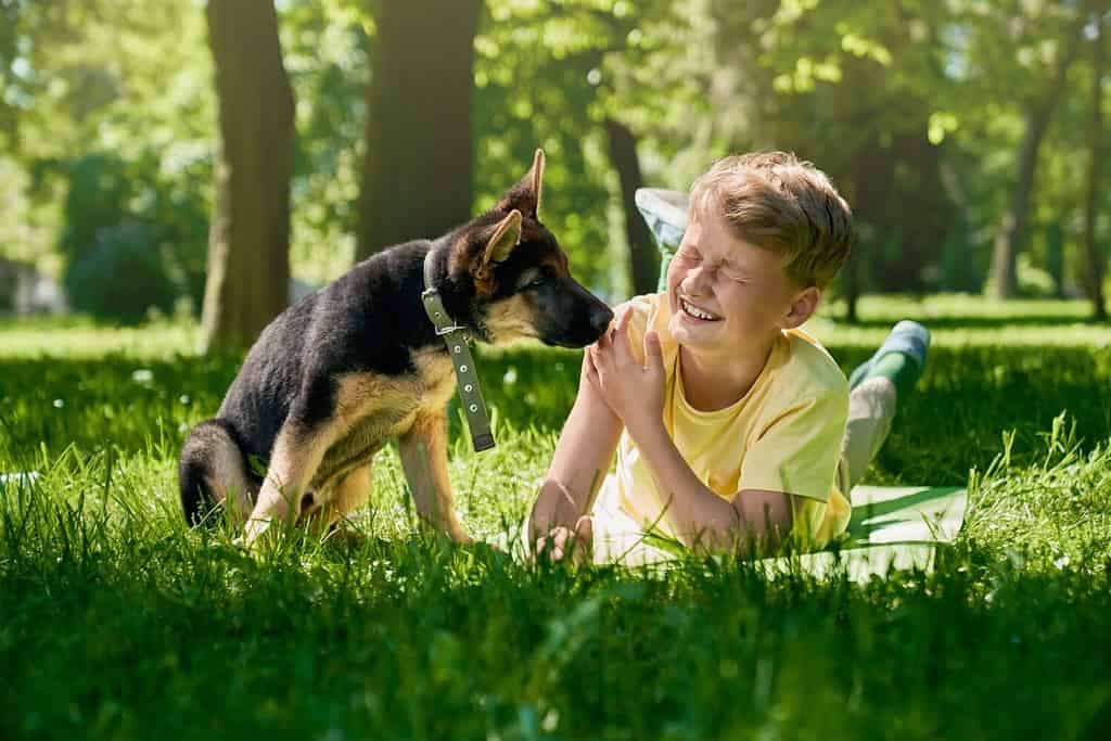 German shepherd puppy licking hands of smiling boy at city park. Joyful child playing with his little dog during sunny days outdoors.
