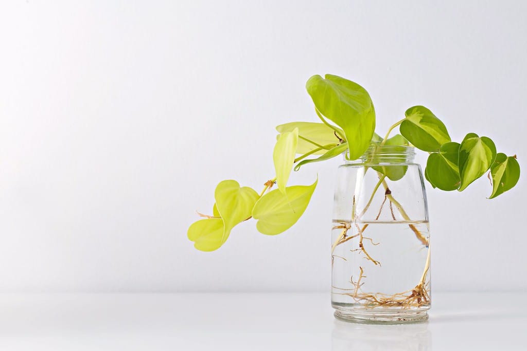 Philodendron Brasil, water propagation for indoor plants. Houseplant for minimal creative home decor concept.