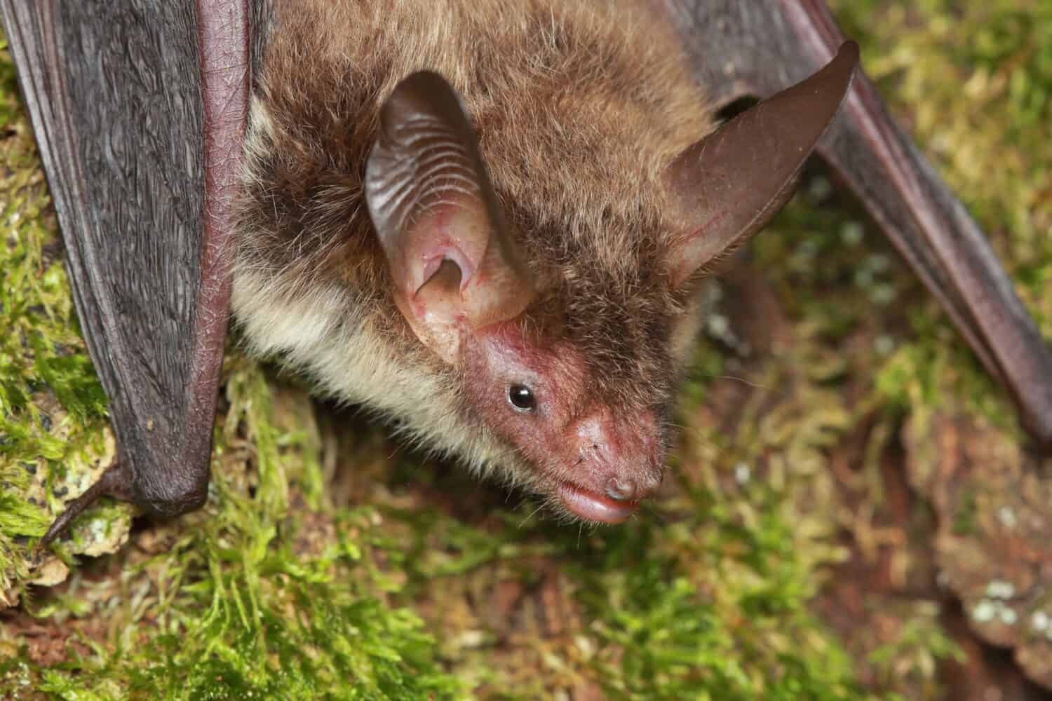 Bechstein's bat(Myotis bechsteinii) portrait in natural habitat