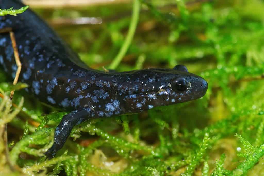 Closeup on the colorful and rare Blue-spotted Salamander , Ambystoma laterale on green moss