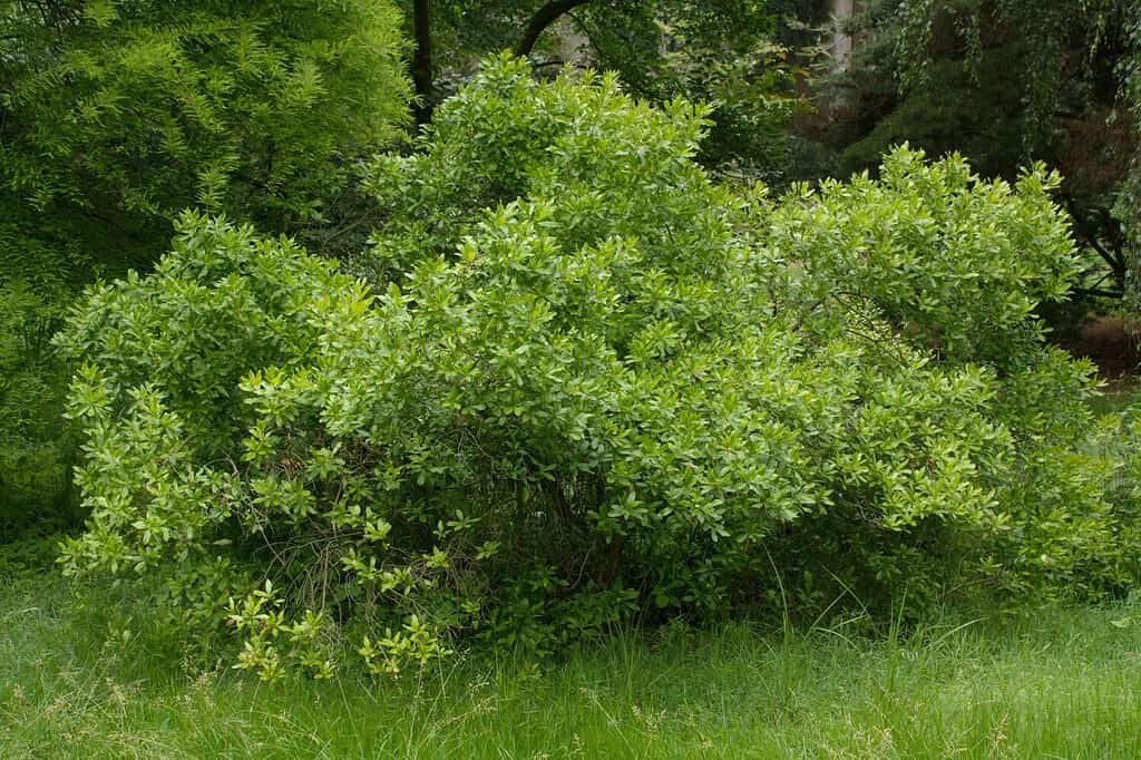 Northern bayberry (Myrica pensylvanica or Morella pensylvanica), a suckering shrub species native to eastern North America and historically used as a source of candle wax, in cultivation in Europe
