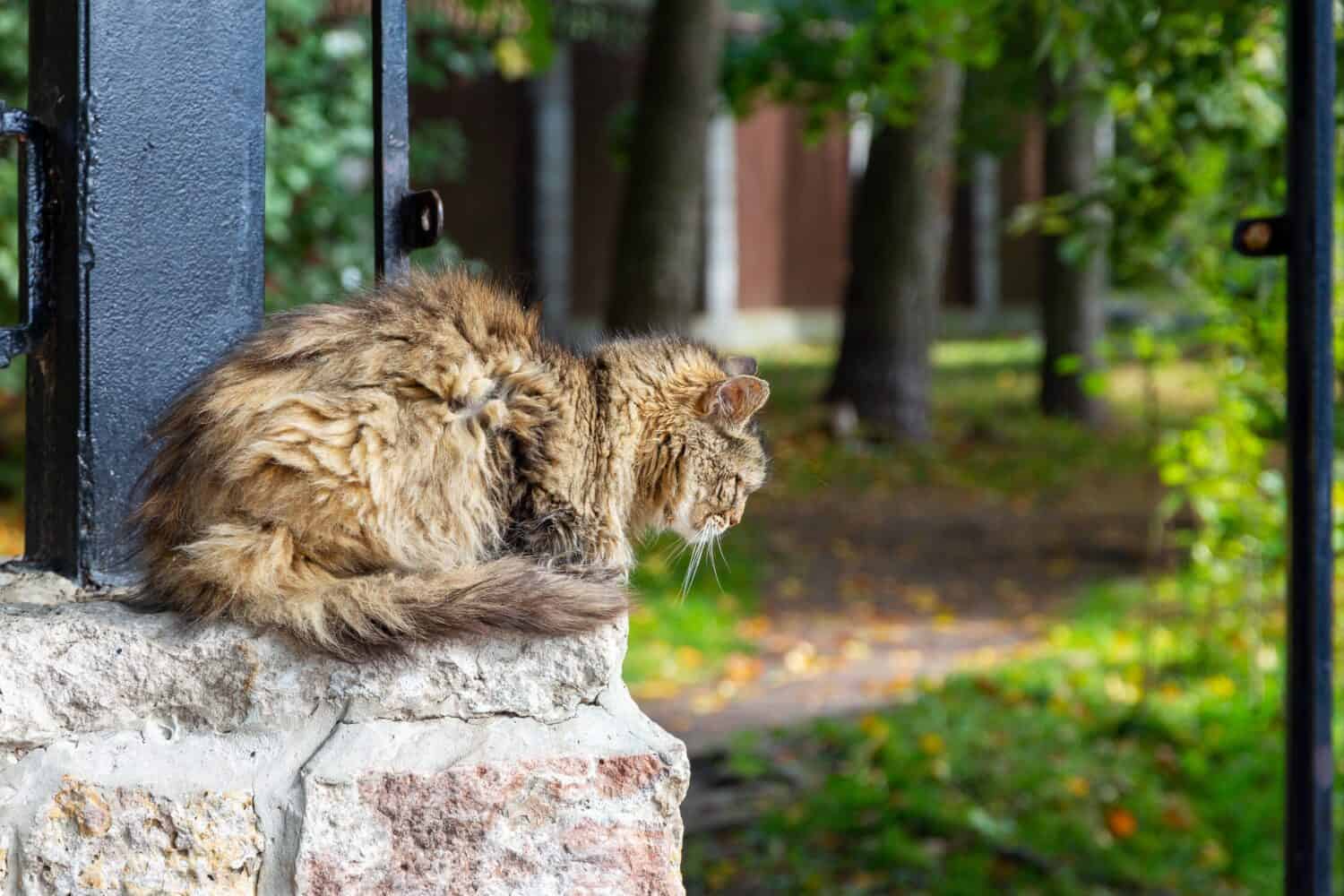 A street homeless cat with fluffy matted hair and tangles sleeps sitting on a fence and basking in the sun. The concept of sterilization of homeless animals. Flea-ridden stray cat