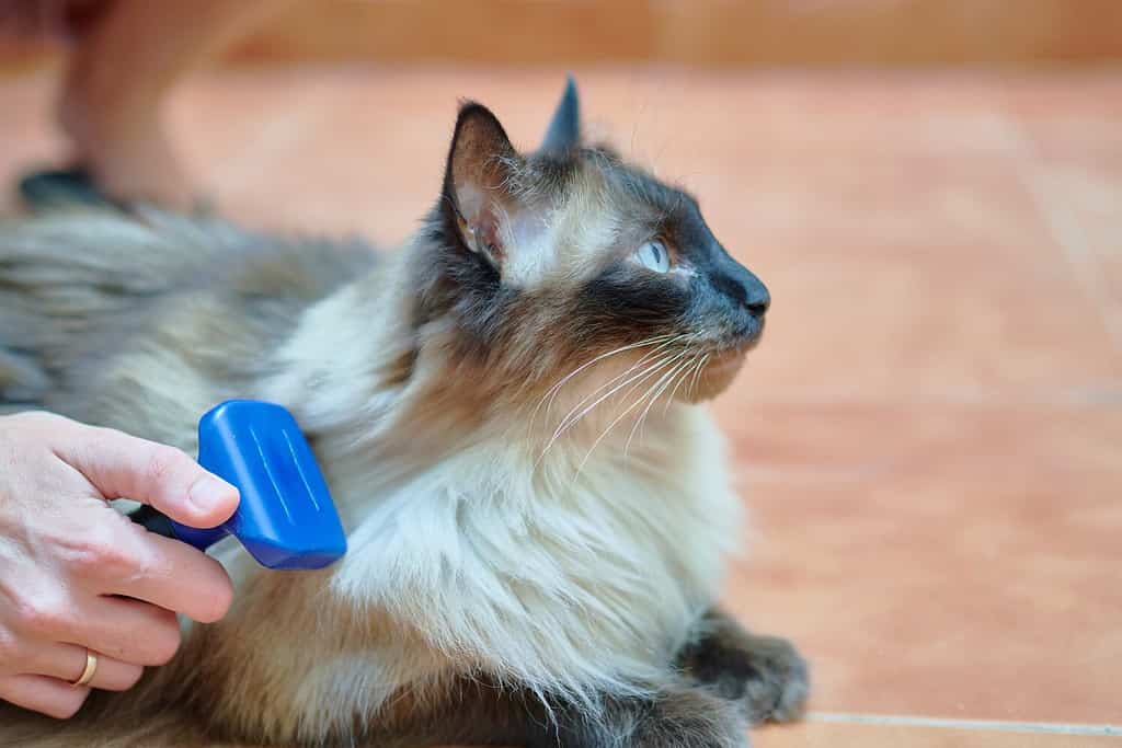 a hand of a person brushing their long haired siamese cat while lying down. pet care concept