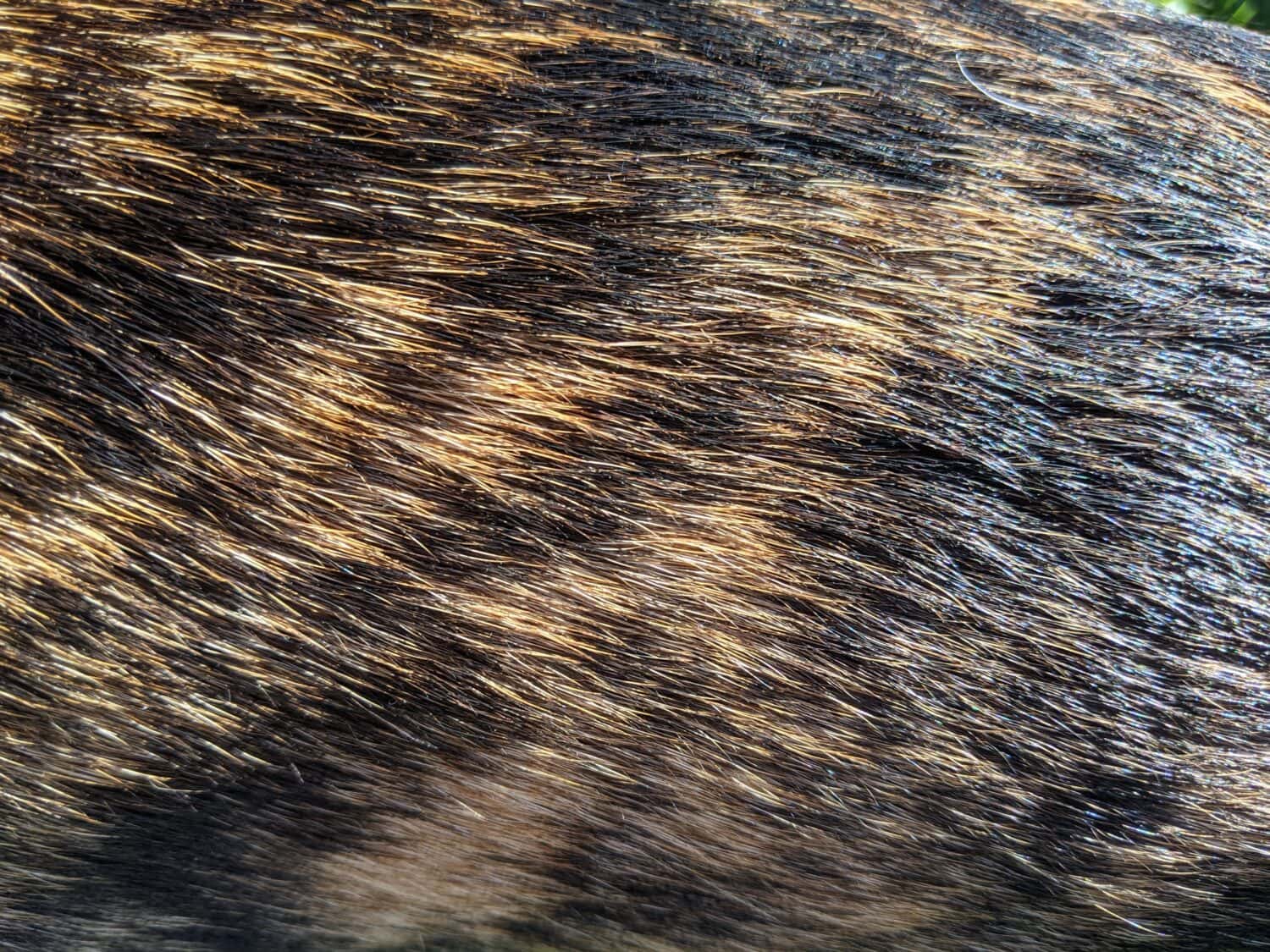 close up of a Tennessee brindle