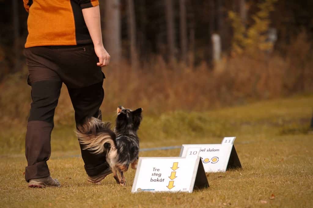 Chihuahua training rally obedience with his handler