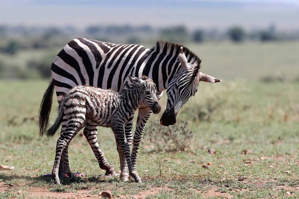 Zebra mother (Equus quagga burchellii) with her newborn baby. First steps into life. Masai Mara National Park. Kenya.
