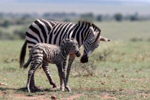 Male vs Female Zebras: 6 Key Differences Picture