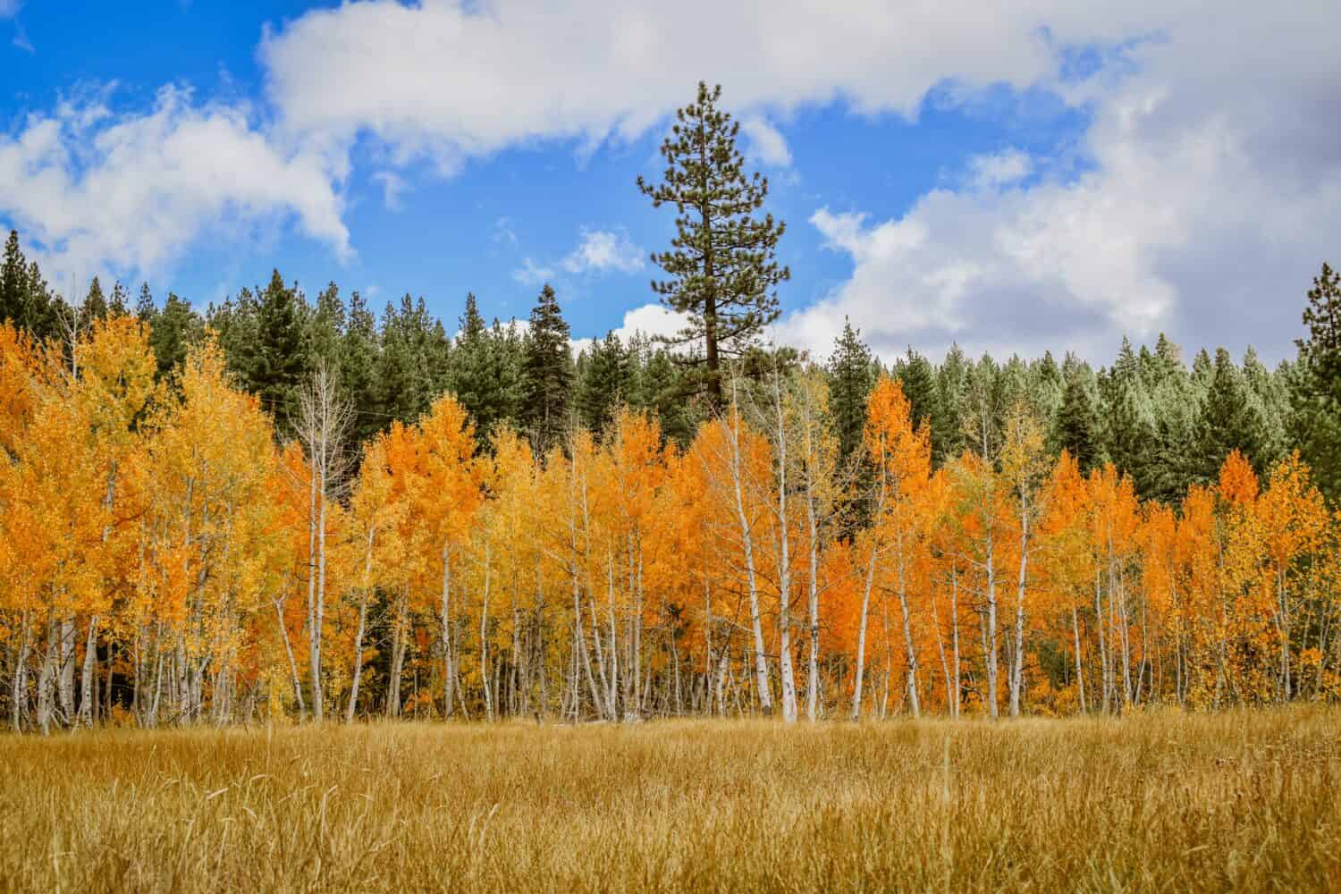 Golden aspens and evergreens across an open meadow. Truckee, California. October 2021.