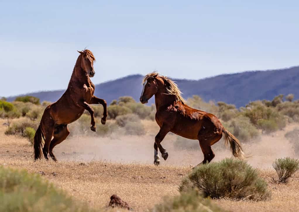 Several wild mustang horses fighting and playing in the Nevada deserts.