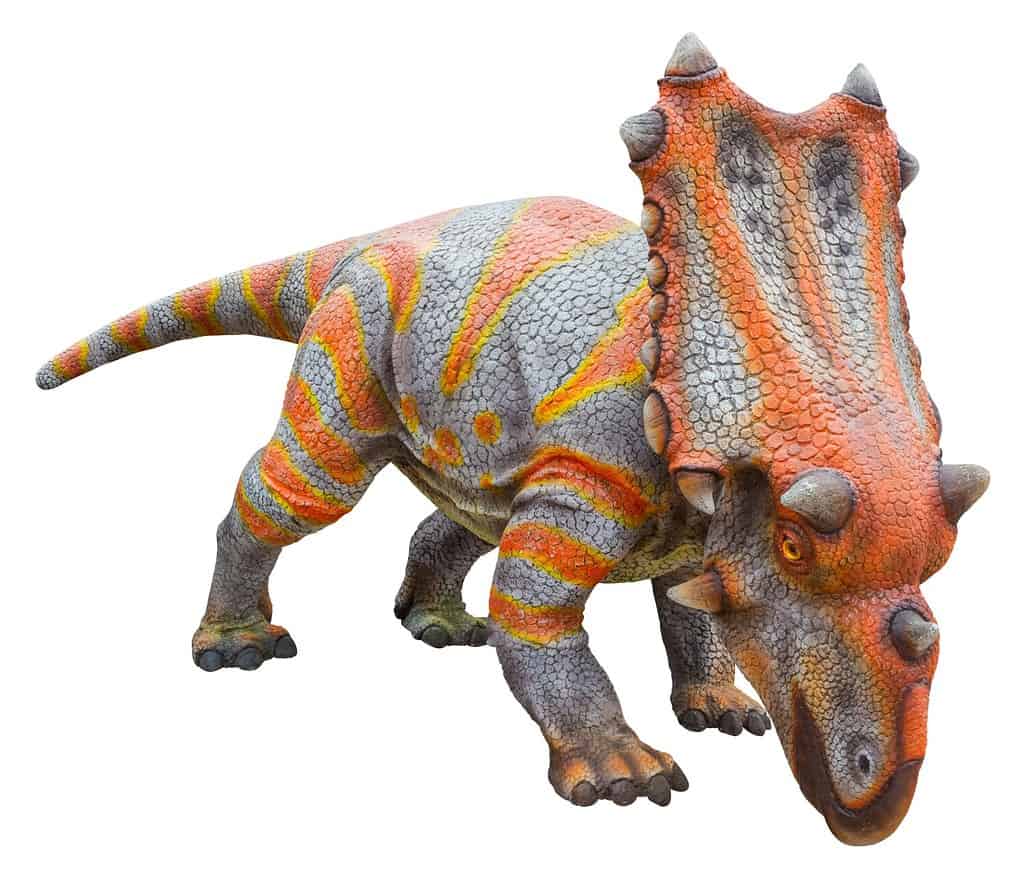 Utahceratops is an extinct genus of ceratopsian dinosaur that lived during the Late Cretaceous period, Utahceratops isolated on white background with clipping path