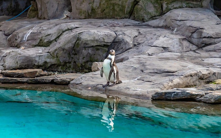 A picture of a Humboldt Penguin at the Kraków Zoo.