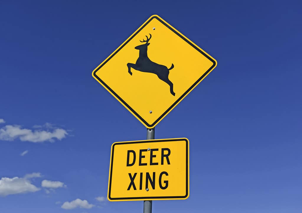 Deer Crossing warning sign on road