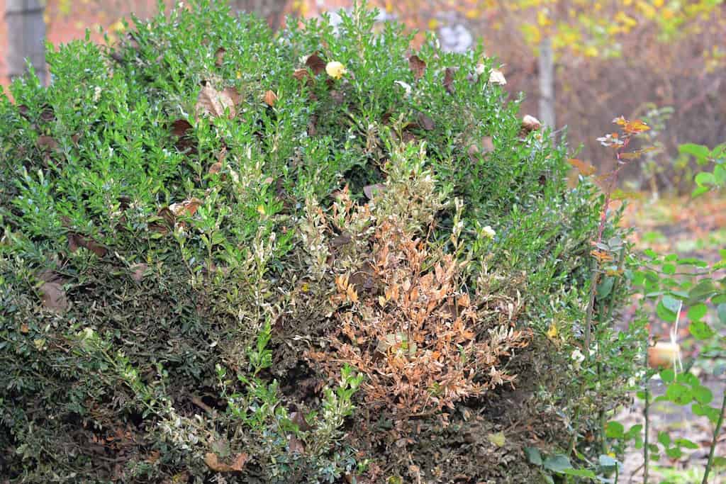 Boxwood, buxus blight disease or boxwood leafminer spreading. A large ill boxwood bush with brown spots and patches.