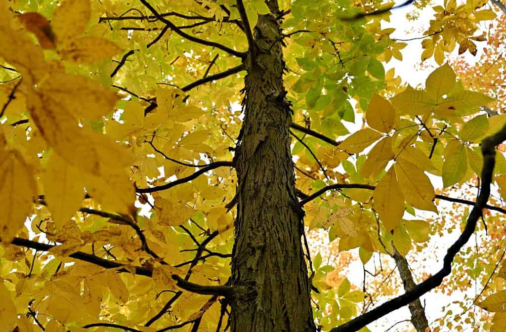 fall foliage shagbark hickory tree yellow leaf foliage closeup fall colors looking up tree autumn season