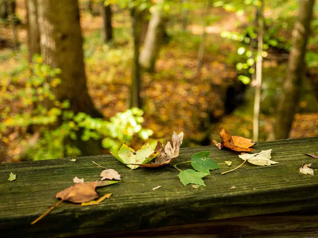 Trail Footbridge Through Colorful Fall Foliage, Tuckahoe State Park, Maryland