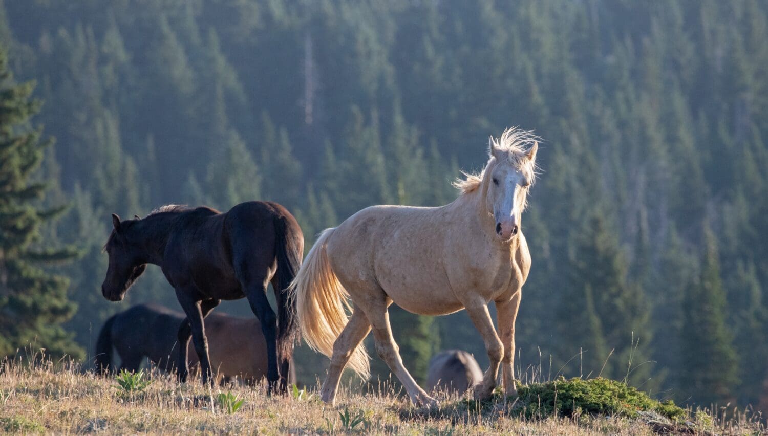 Wild Horse Palomino Stallion posturing and prancing before fighting in the Pryor Mountains Wild Horse Range on the border of Wyoming Montana in the United States