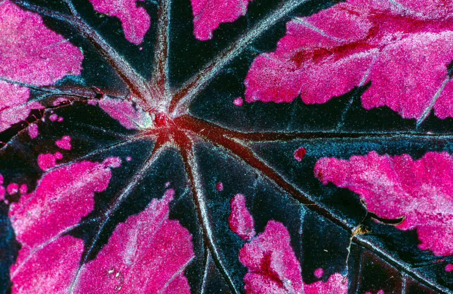 Closen up of a Begonia