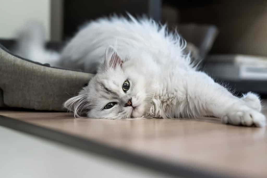 Persian silver shaded chinchilla cat, fluffy long-haired with green eyes, lies on a floor in a light room