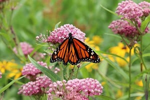 Discover How The Monarch Butterfly Became Endangered Picture