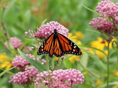 A The 6 Best Bushes to Plant for Attracting Butterflies