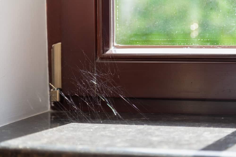 We haven wiped the dust for a long time. Silvery spider webs glow in the sun in the corner of a modern window and sill