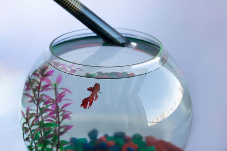 Heater for water in aquaruim, pet loving, caring, fish is swimming underwater, swordtail fish