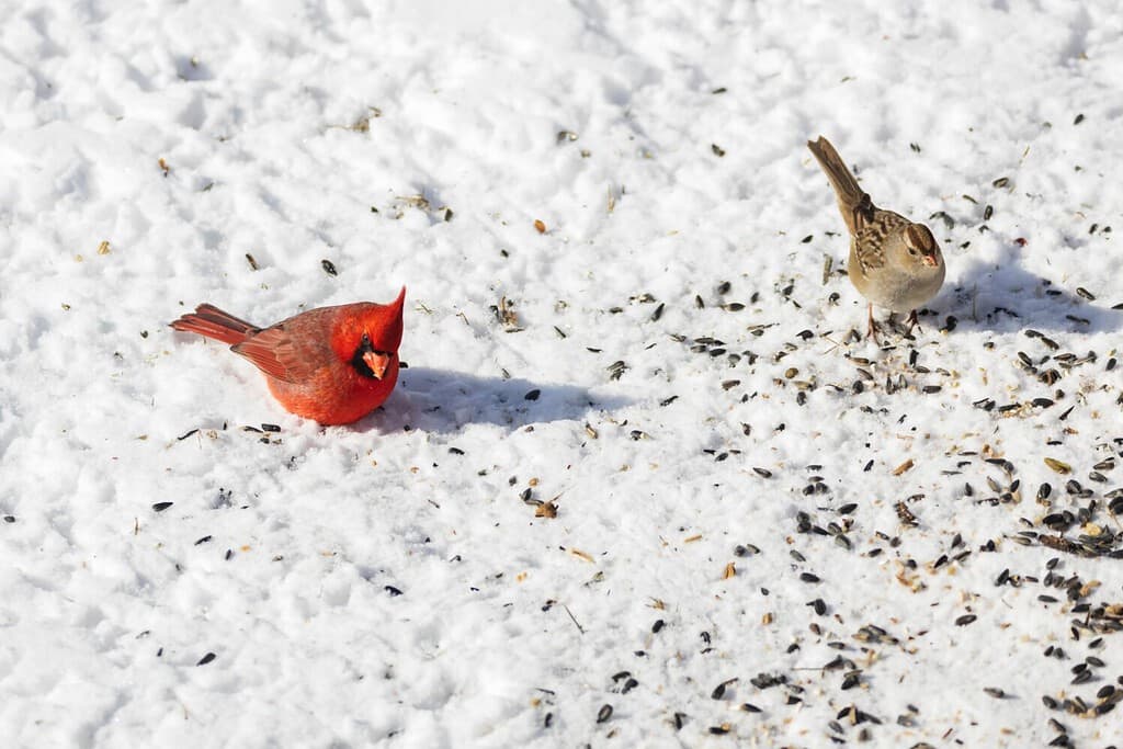 Male American Cardinal, Redbird eating seeds on snow covered ground