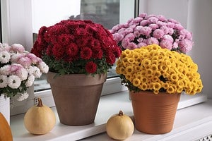 Chrysanthemum Flowers: Meaning, Symbolism, and Proper Occasions Picture