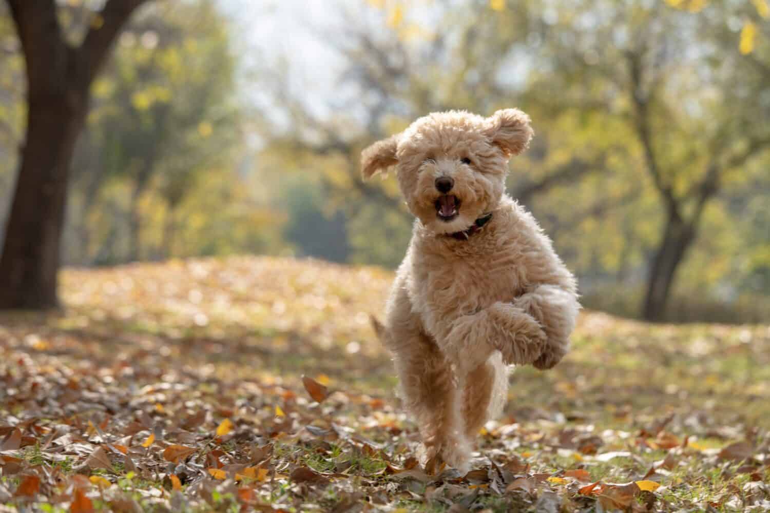 A happy mini golden doodle puppy playing in the park