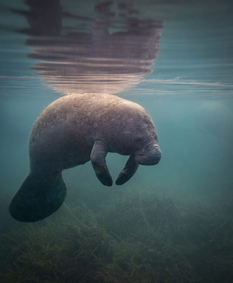 Are Manatees Endangered and How Many Are Left In the World? - A-Z Animals