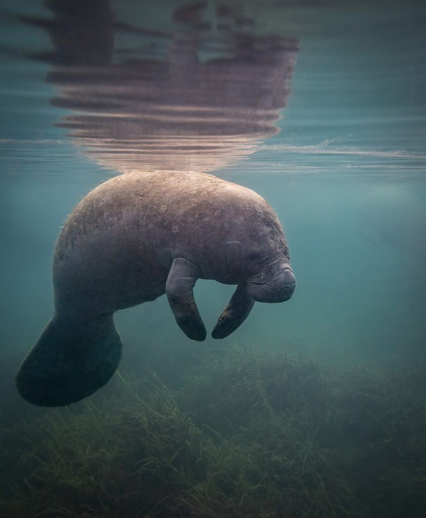A manatee underwater in Florida